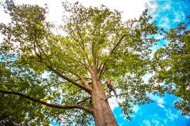 Professional Tree Care  in Festus, MO